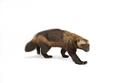
A wolverine (Gulo gulo) named ‘Stinky’ at the New York State Zoo in Watertown, N.Y.www.joelsartore.com 
